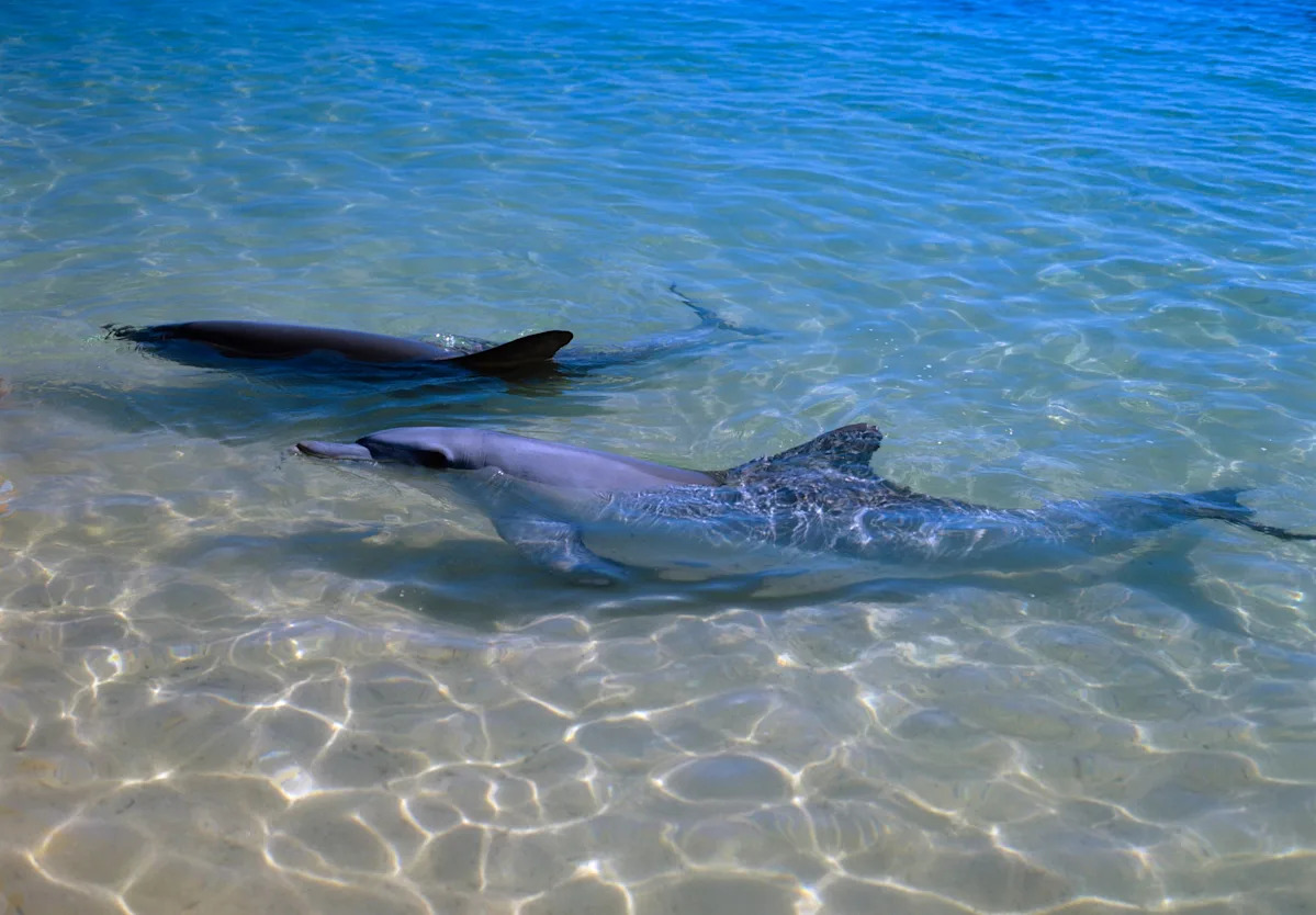 dolphins-social-bonds-linked-to-slower-aging-study-finds