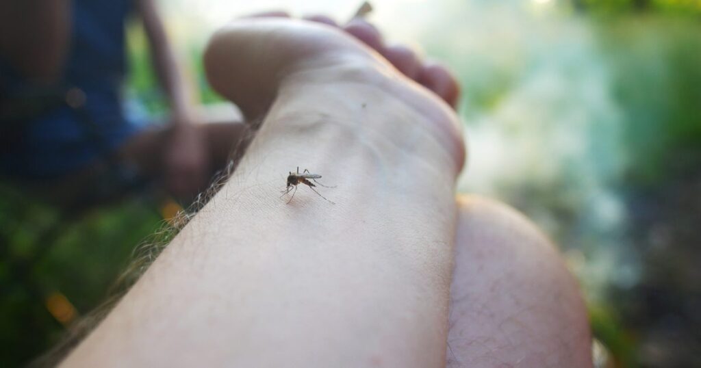 early-detection-of-mosquito-borne-viruses-sparks-health-alert-in-nsw