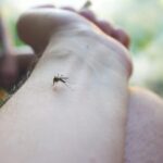 early-detection-of-mosquito-borne-viruses-sparks-health-alert-in-nsw