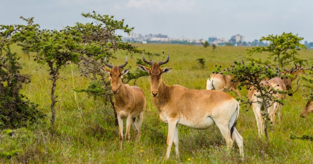 endangered-hirola-antelope-faces-extinction-conservation-efforts-intensify-1
