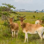 endangered-hirola-antelope-faces-extinction-conservation-efforts-intensify