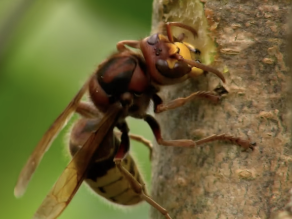 global-insect-decline-a-silent-crisis-threatening-ecosystems