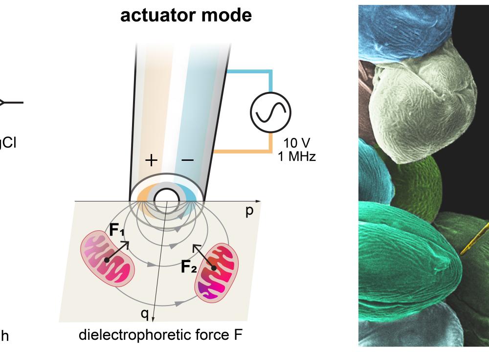 hkust-s-robotic-nanoprobe-revolutionizes-mitochondrial-research-1
