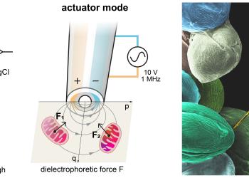 hkust-s-robotic-nanoprobe-revolutionizes-mitochondrial-research