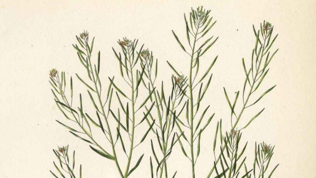 how-thale-cress-plants-use-math-to-survive-and-thrive