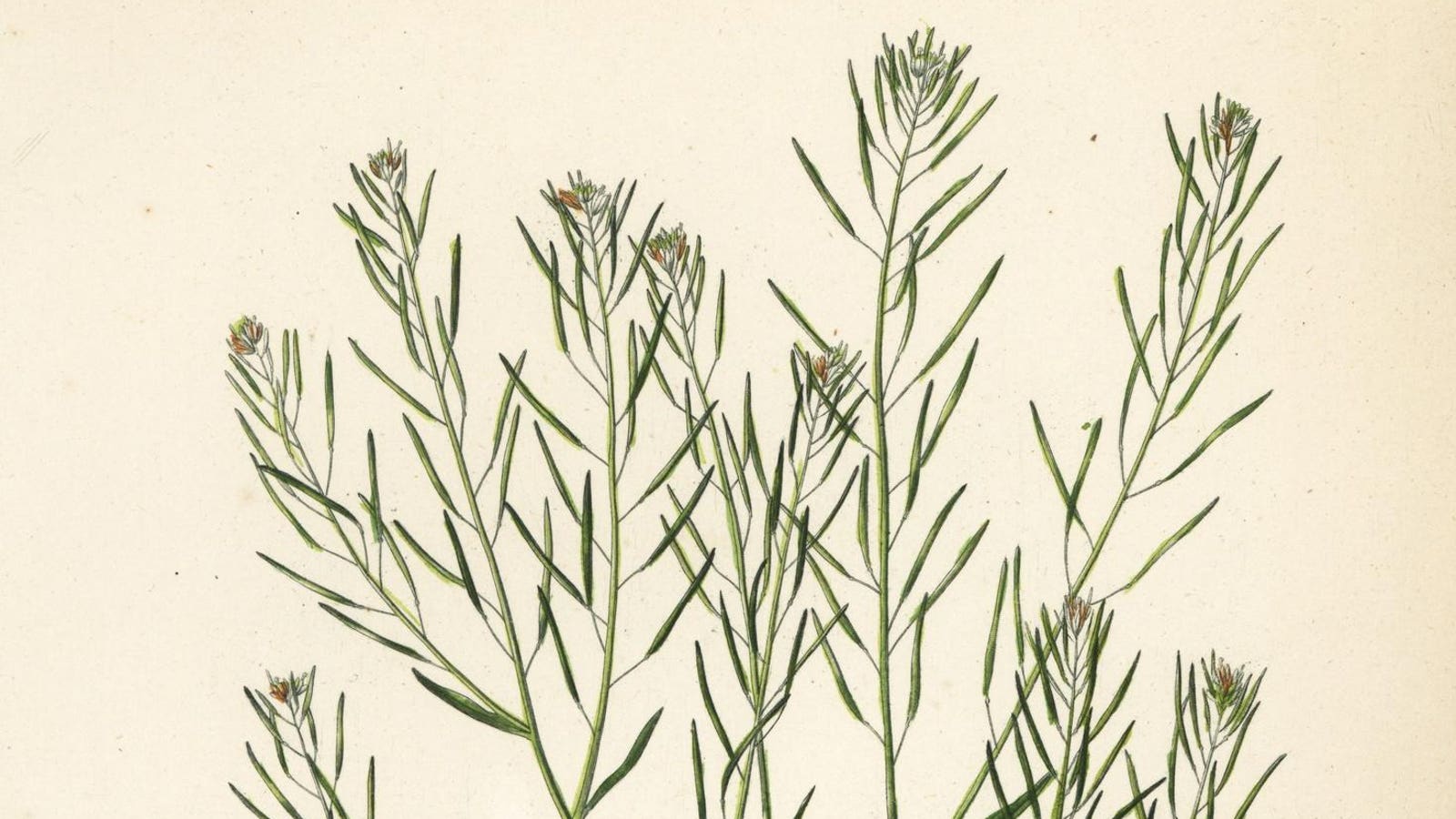 how-thale-cress-plants-use-math-to-survive-and-thrive