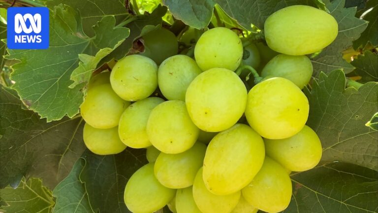 japan-s-appetite-for-australian-grapes-fuels-export-surge