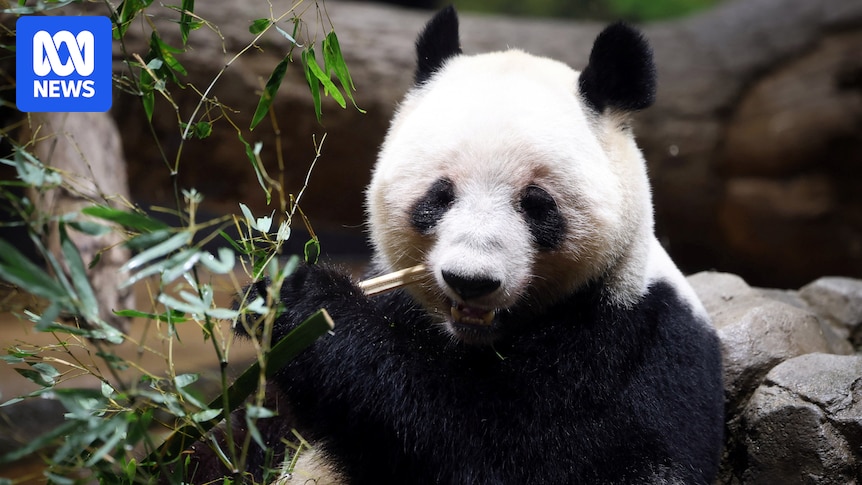 japan-s-last-pandas-return-to-china-amidst-diplomatic-tensions