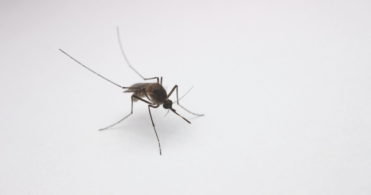 japanese-encephalitis-alert-elevated-risk-in-southern-nsw