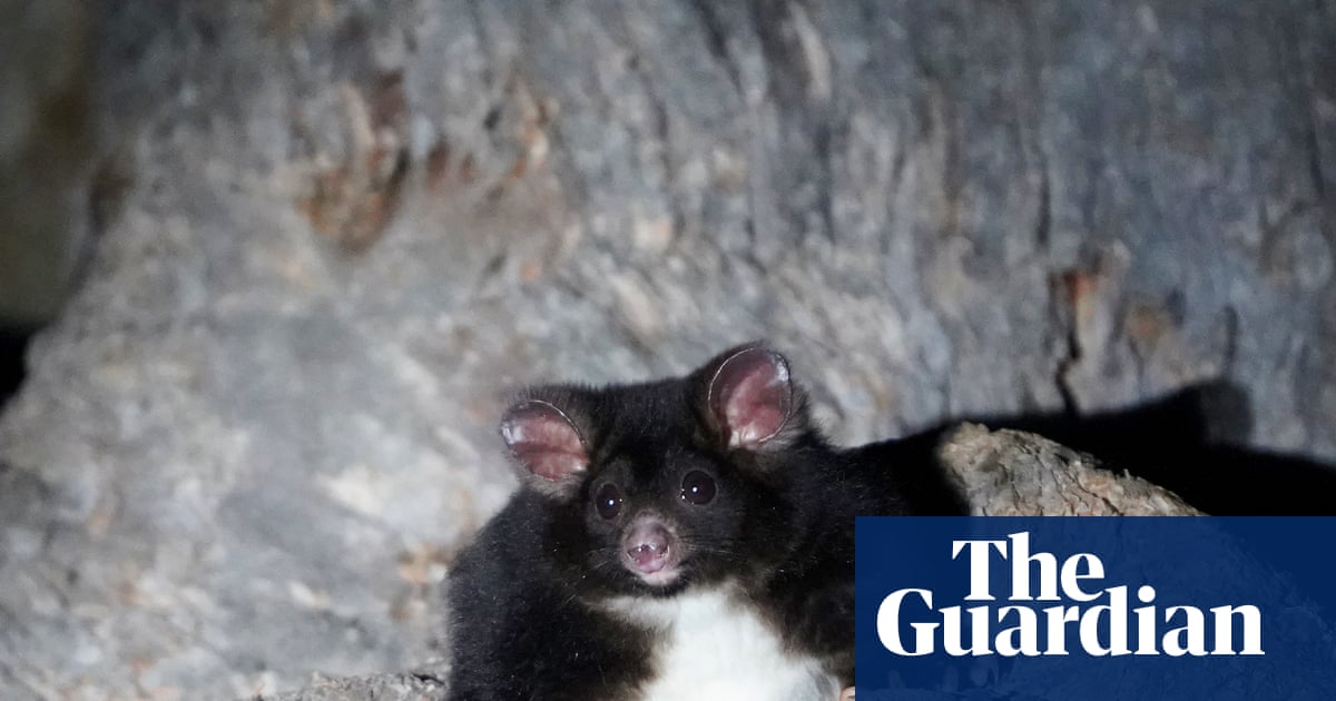 nsw-forestry-corporation-faces-criticism-over-logging-plans-in-greater-glider-habitat
