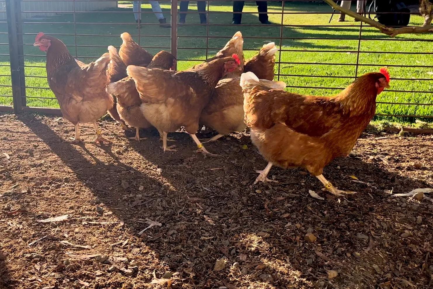 nsw-health-warns-of-japanese-encephalitis-risk-amid-mosquito-surge