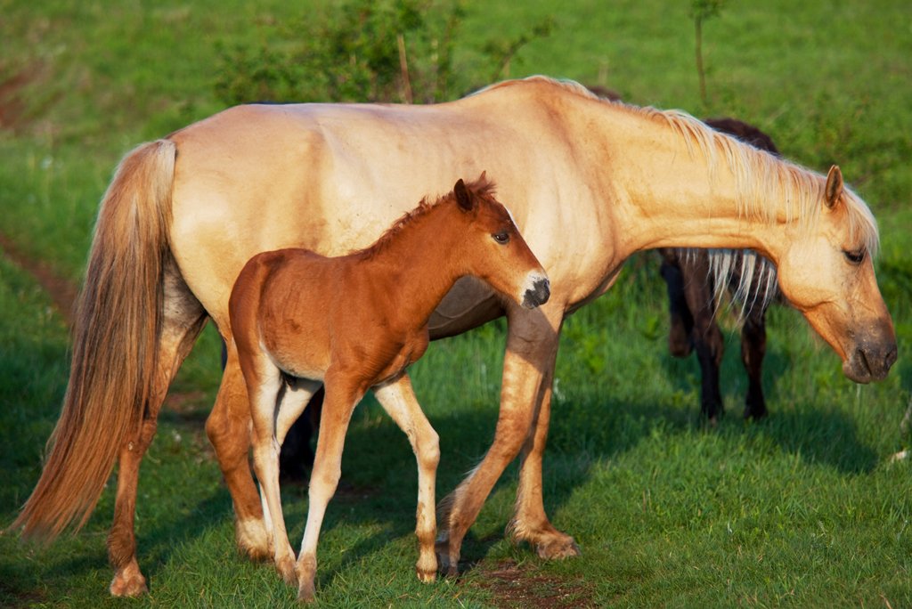prolonged-maternal-care-in-horses-enhances-brain-development-and-social-skills