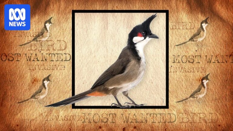 red-whiskered-bulbul-threatens-south-australia-s-horticulture-sector