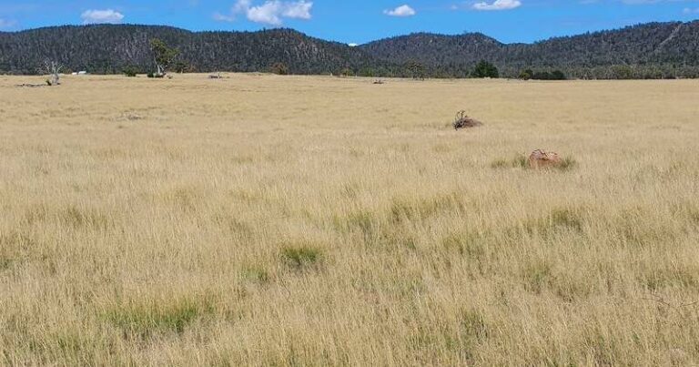 satellite-technology-aims-to-combat-century-old-weed-problem-in-nsw