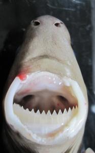 shark-behavior-study-reveals-increased-risk-during-low-light