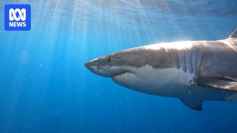 sharks-adapt-to-rising-ocean-temperatures-amid-climate-change