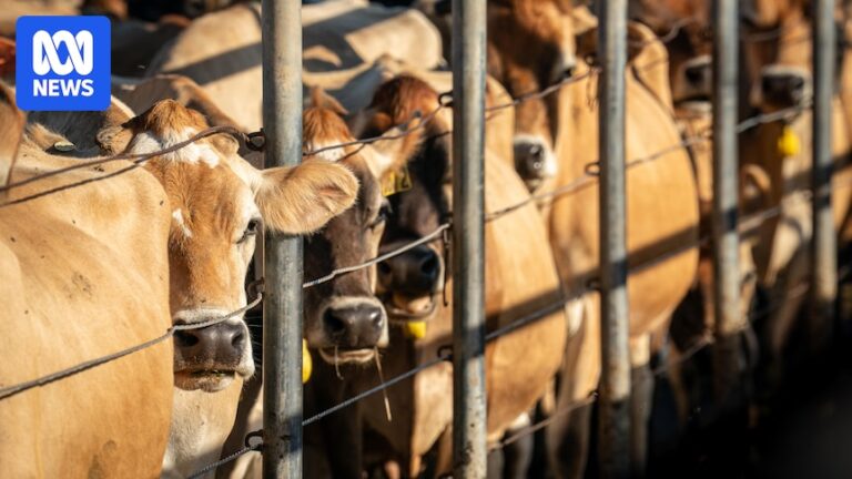 south-australia-legalizes-virtual-fencing-for-safer-bushfire-responses