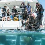 swimming-with-dolphins-a-tale-of-two-experiences-in-mauritius-and-australia