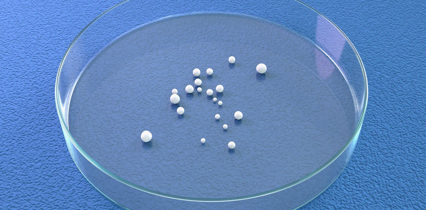 the-ethical-dilemma-of-brain-organoids-science-outpaces-regulation