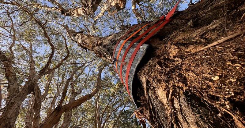 tree-bark-s-hidden-microbes-a-new-ally-in-climate-change-battle