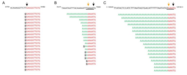 vaccinia-virus-defies-genetic-norms-with-uncapped-mrna-discovery