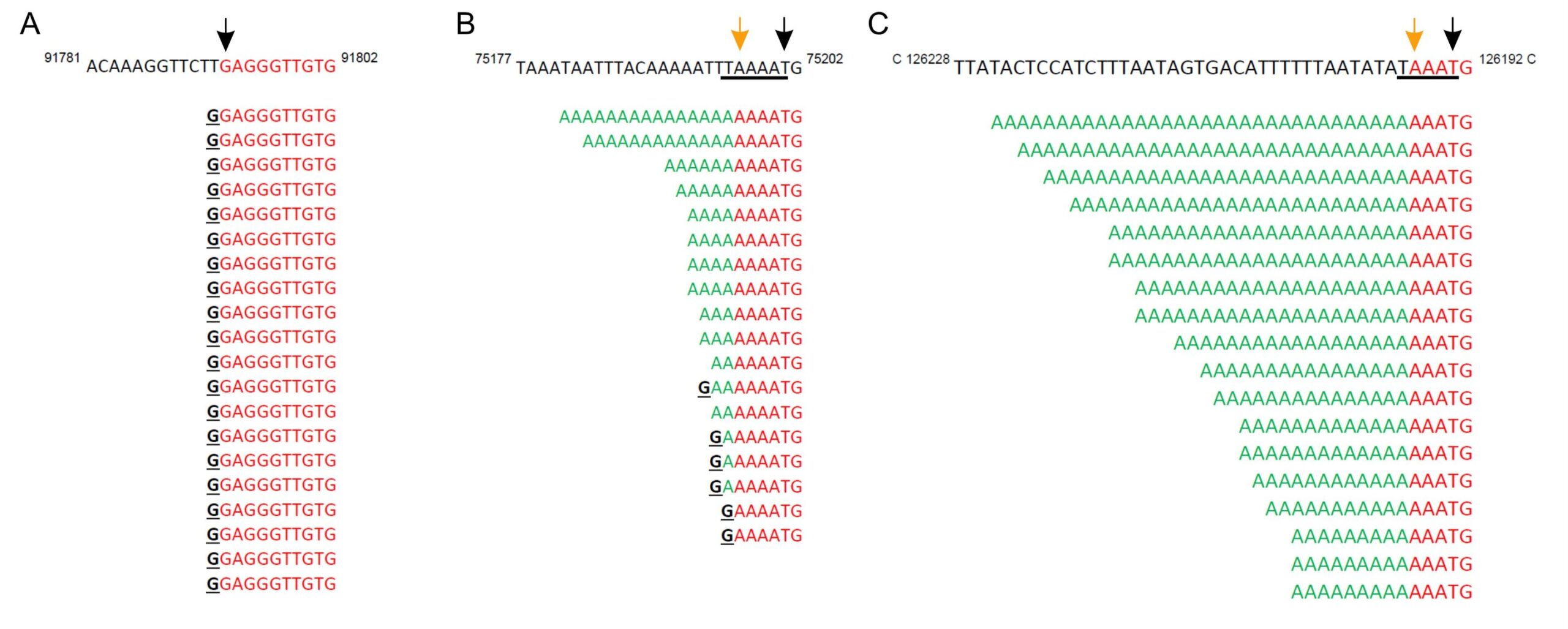vaccinia-virus-defies-genetic-norms-with-uncapped-mrna-discovery