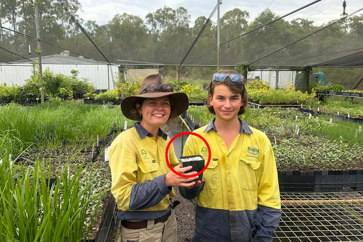australian-nursery-achieves-breakthrough-in-saving-endangered-tree
