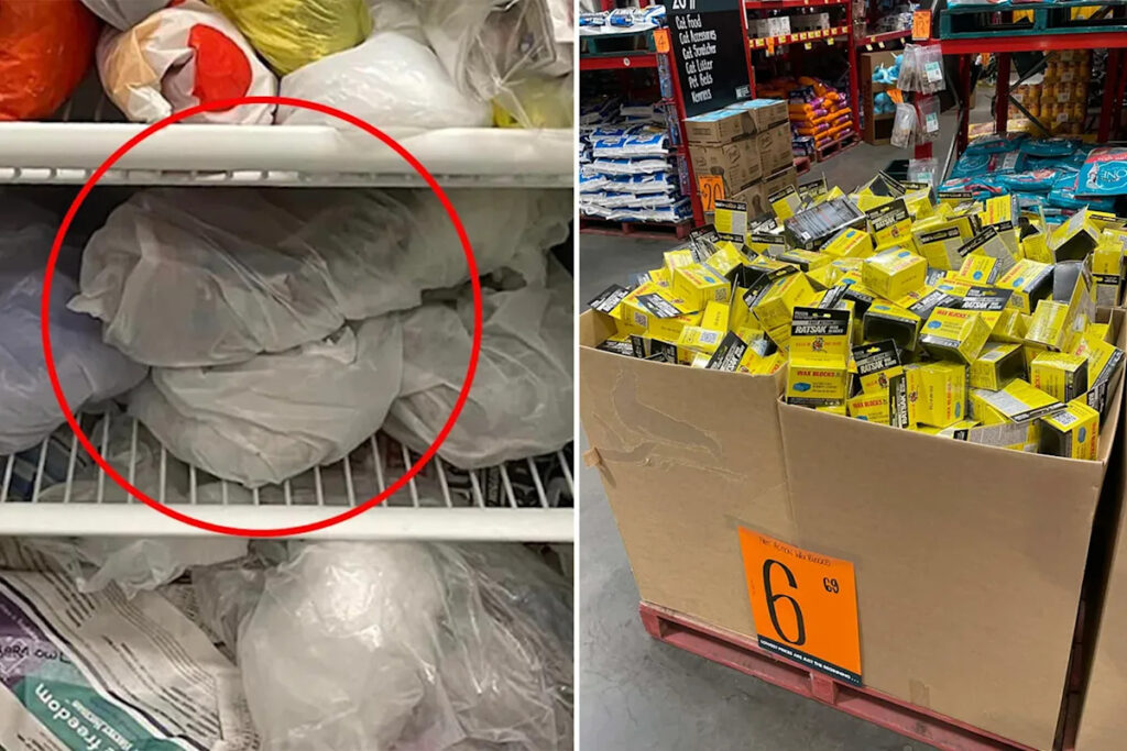 australians-urged-to-act-as-controversial-rodenticides-face-potential-ban