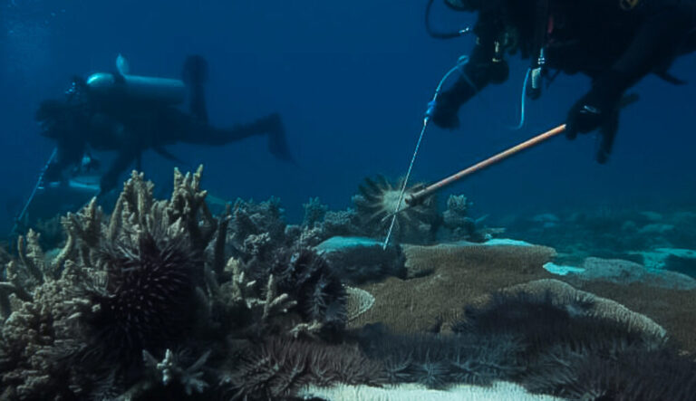 battle-against-crown-of-thorns-starfish-intensifies-on-australia-s-coast