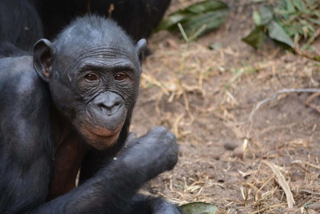 bonobos-exhibit-human-like-imagination-in-groundbreaking-study