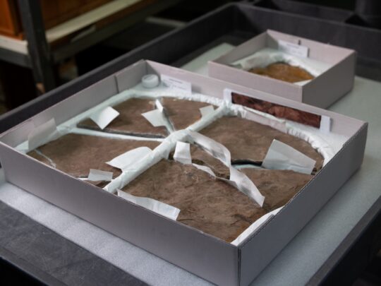 brisbane-s-dinosaur-fossil-australia-s-oldest-unearthed