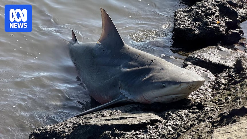 bull-shark-sighting-in-brisbane-river-sparks-ai-debate