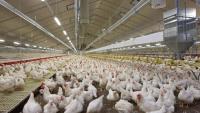 columbia-university-tests-far-uvc-light-to-combat-avian-flu-on-poultry-farms
