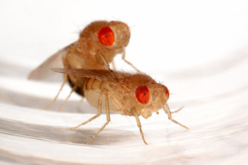 discovery-of-nerve-cells-triggering-female-fruit-fly-behavior-change