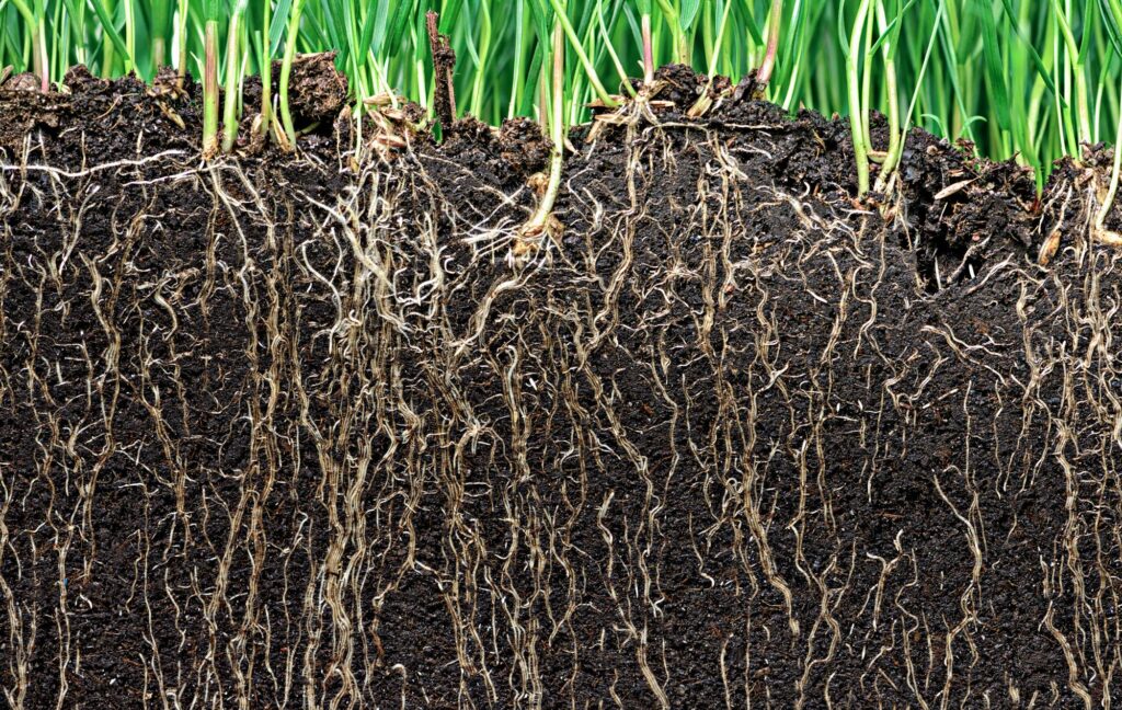 dna-breakthrough-unveils-the-secret-life-of-plant-roots
