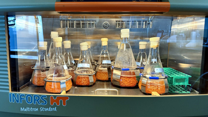 fungi-revolutionize-food-production-by-transforming-waste