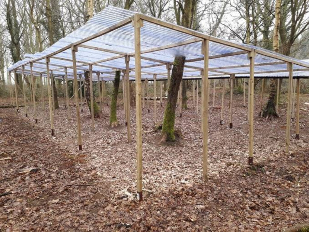 how-oak-trees-use-microbes-to-survive-drought-conditions