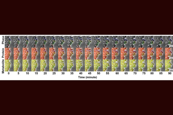 innovations-in-hydrogen-fuel-cells-aim-to-cut-costs-and-boost-adoption