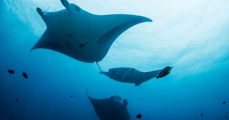 manta-rays-dive-to-unprecedented-depths-new-study-reveals