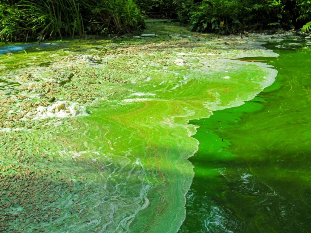 microplastics-linked-to-toxic-algae-blooms-new-research-insights