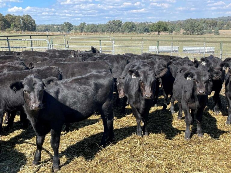 mineral-supplementation-boosts-cattle-health-and-growth