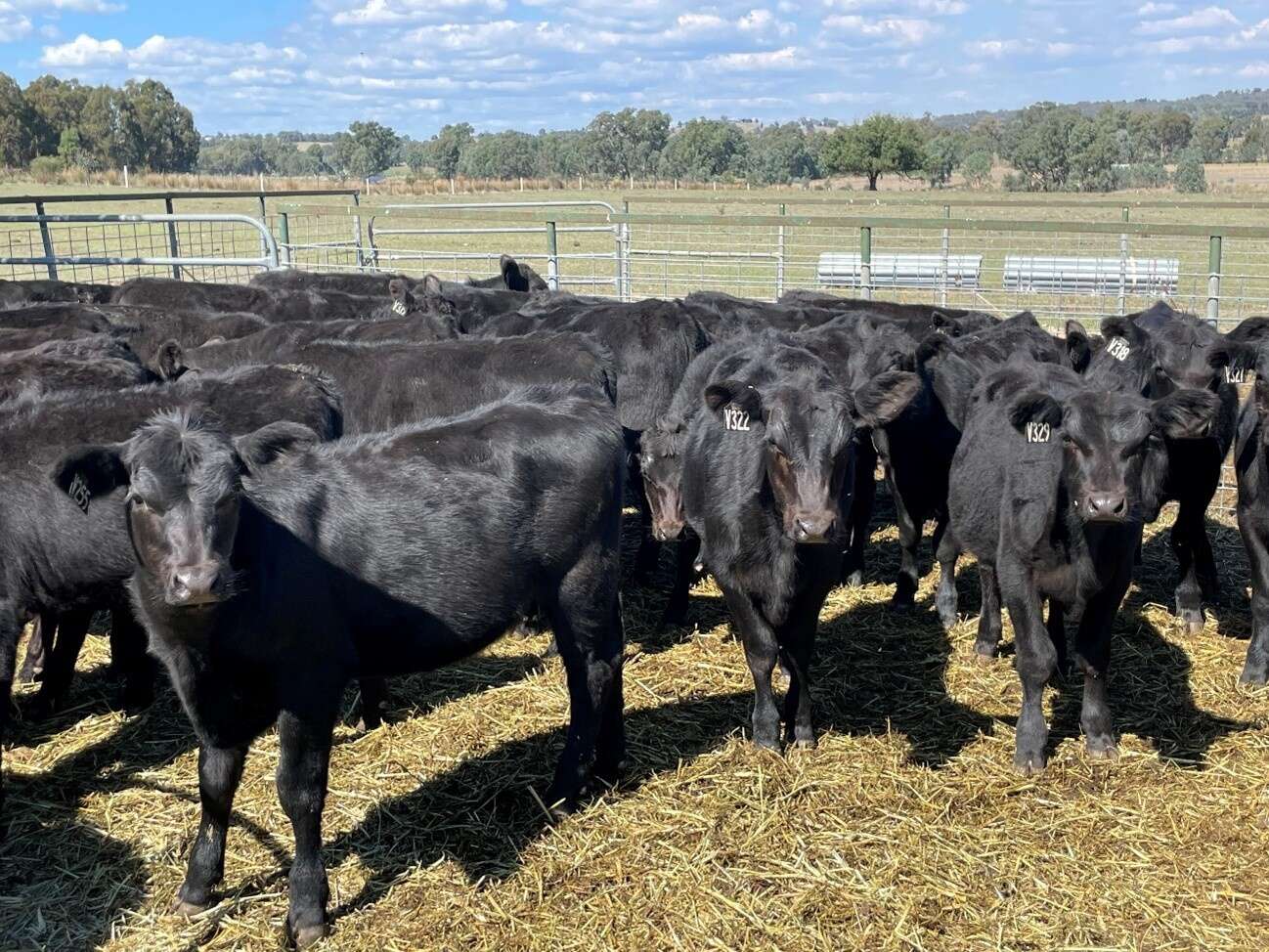 mineral-supplementation-boosts-cattle-health-and-growth