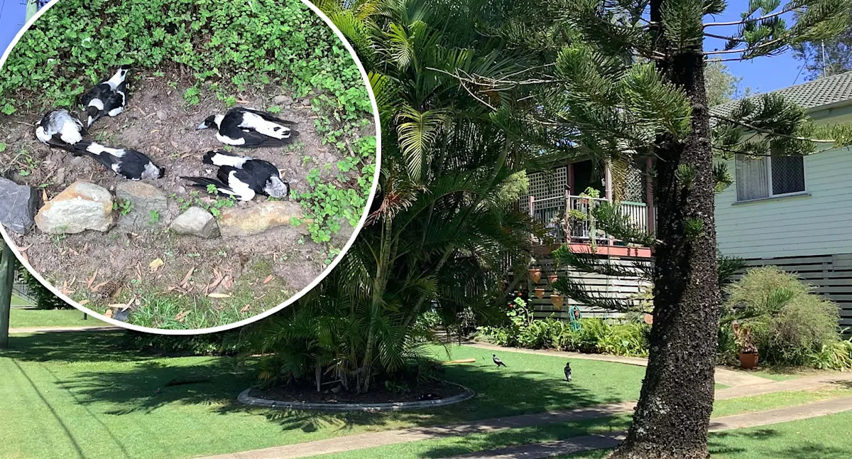 mysterious-magpie-deaths-in-brisbane-suburb-spark-urgent-investigation