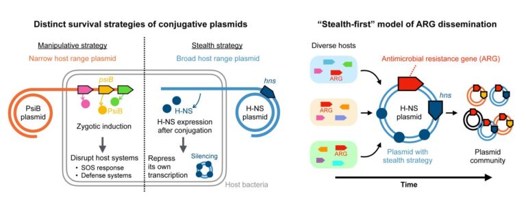 new-insights-into-bacterial-plasmid-strategies-offer-hope-in-antibiotic-resistance-battle