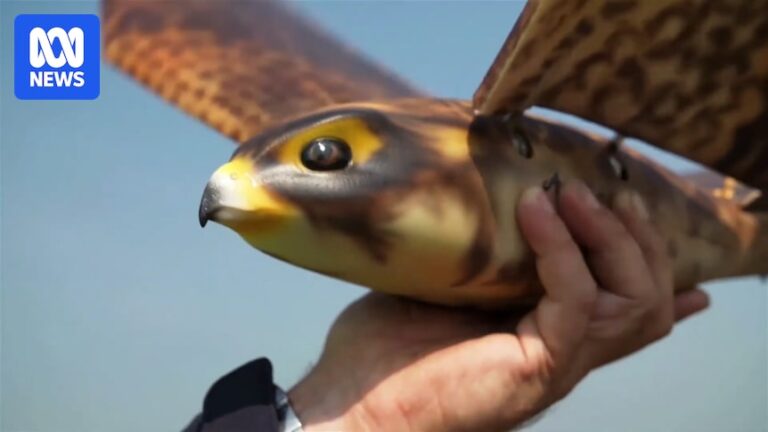 peregrine-falcon-drones-a-new-guardian-for-australian-orchards