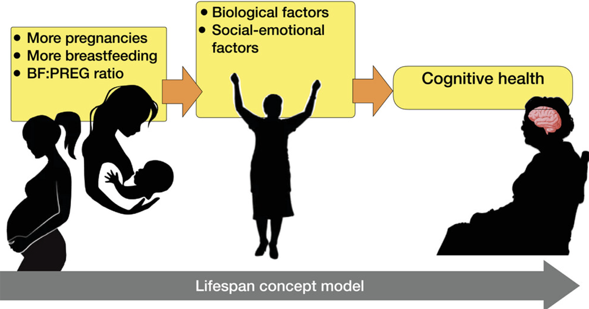 pregnancy-and-breastfeeding-linked-to-improved-postmenopausal-cognition