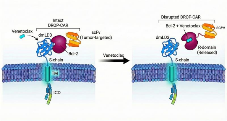 remote-controlled-car-t-cells-a-safer-path-in-cancer-immunotherapy