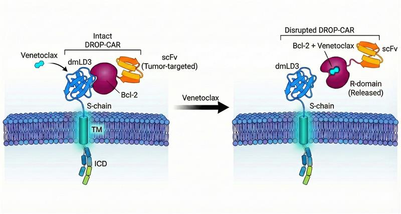 remote-controlled-car-t-cells-a-safer-path-in-cancer-immunotherapy