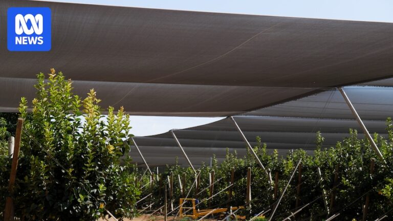 rising-demand-for-fruit-tree-netting-as-heatwaves-intensify-across-australia