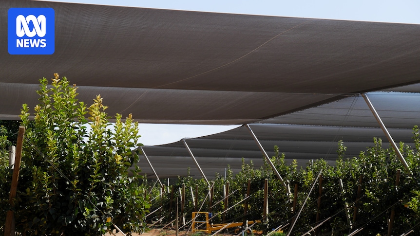 rising-demand-for-fruit-tree-netting-as-heatwaves-intensify-across-australia
